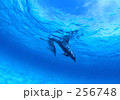 ペアのイルカ