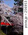 杉の大橋
