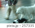はしりさる