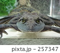 カエル