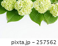 オオデマリ　Ⅰ