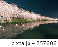 西濠に映る桜のトンネル