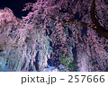弘前城 御滝桜