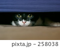 258038