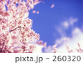 桜・青空の下で輝く