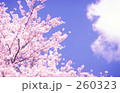 幻想的な桜を見ながら