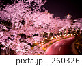 六本木の夜桜