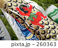 素材ナンバー 260363 : 「鯉のぼり」