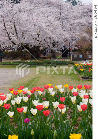 桜とチューリップ 桜とチューリップ