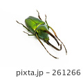 カブトハナムグリ