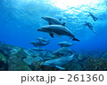 イルカと泳ぐ人たち