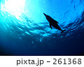 空を飛ぶようなイルカ4