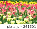 チューリップ
