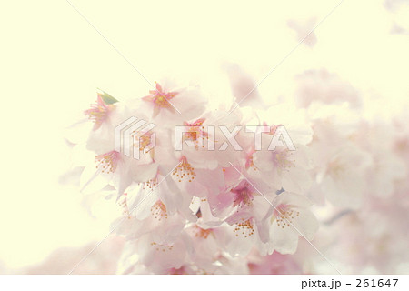 桜 桜