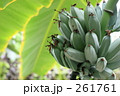 バナナの木