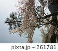 岐阜公園　桜