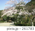 岐阜公園の桜