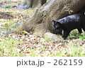 ダッシュ