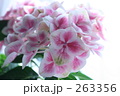 ほのかな恋心