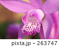 シラン