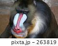 マンドリル・オス