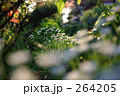 264205