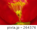 264376