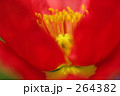 264382