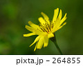 大地縛り
