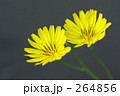 オオジシバリ
