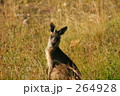 お澄ましカンガルー