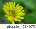 オオジシバリ