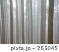 素材ナンバー 265045 : 「霧の森」