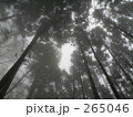 素材ナンバー 265046 : 「霧の森」
