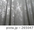 素材ナンバー 265047 : 「霧の森」