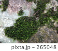素材ナンバー 265048 : 「苔と岩」