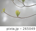 素材ナンバー 265049 : 「木の芽吹き」