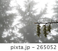 素材ナンバー 265052 : 「キブシ」