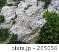 素材ナンバー 265056 : 「苔と岩」