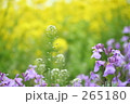 主役の側で