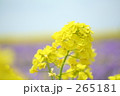 春の光を浴びて