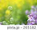 ここにも春