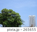木とビルと空