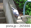ハト