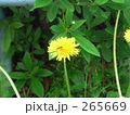蜂とタンポポ