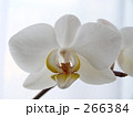 胡蝶蘭（白）