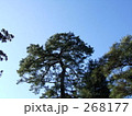 すみわたる