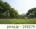 芝生と木