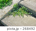 石段に咲く花