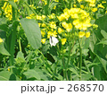 蝶と菜の花